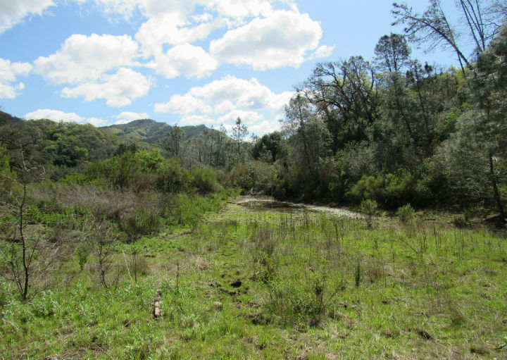 Herp habitat